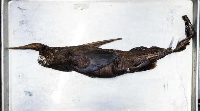 New species of ghost shark may have been found in Costa Rica