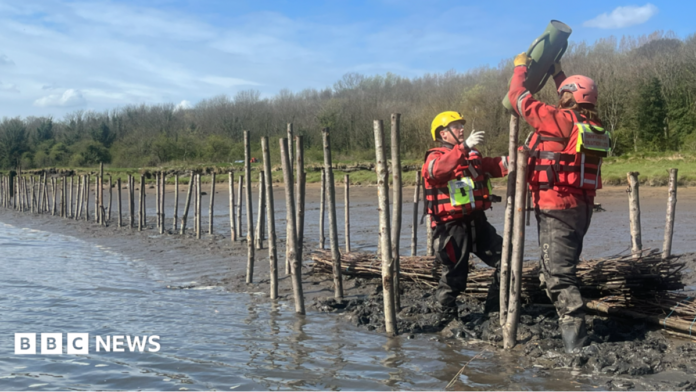 Two people in red overalls - with very big wellies - are creating a barrier between the water of the river and the shoreline. They are placing thick sticks vertically in the water and will fill in the gaps between them with bundles of sticks. The aim is to allow mud to build up along the shoreline, without it being washed away by the current and waves.