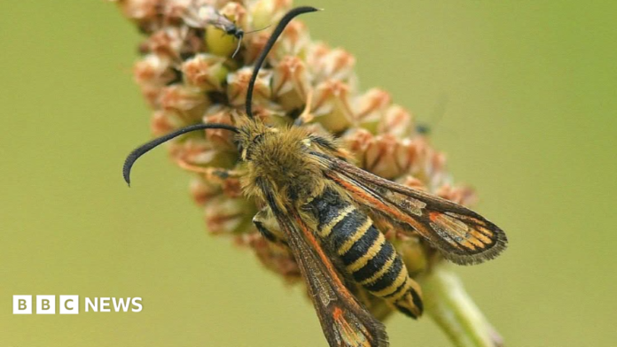 A yellow and black striped moth on a green stalk in front of a green background