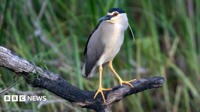 A night heron is standing on a branch. It has white plumage and black wings.