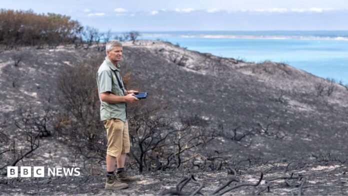 A man standing in a scorched heathland after a wild fire