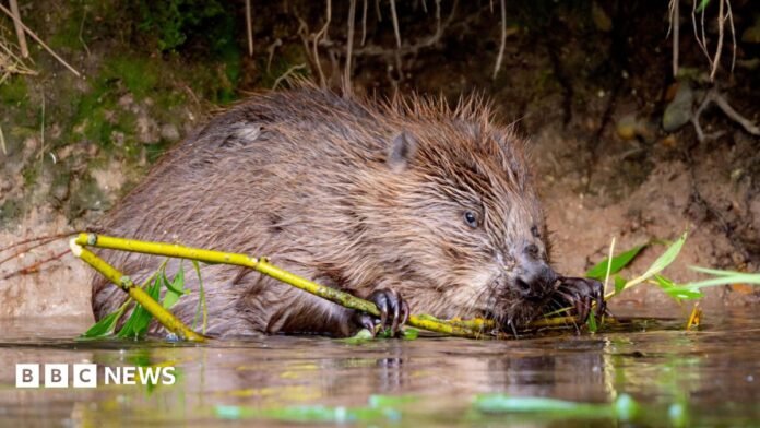 A beaver on a river bank, holding a wooden shoot in its mouth.