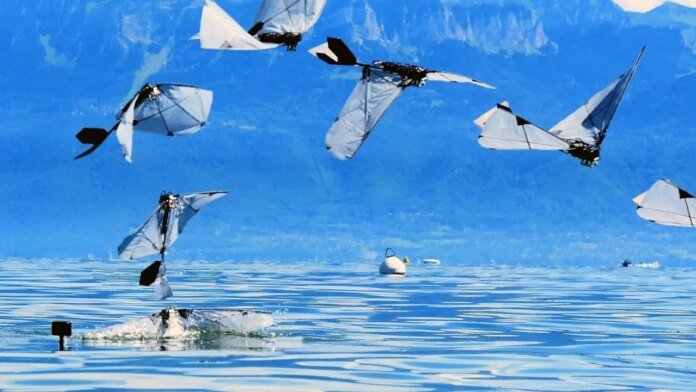 Robot bird swims underwater then flies away