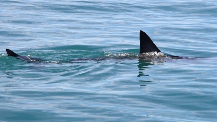 Shark Week puts shark bite survival in focus with ER doc's expert tips