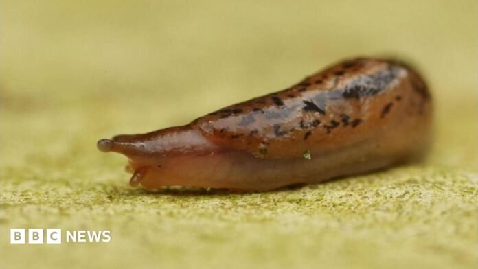 There is a slug. It is brown and has dark spots on its body. It is looking to the left of the screen.