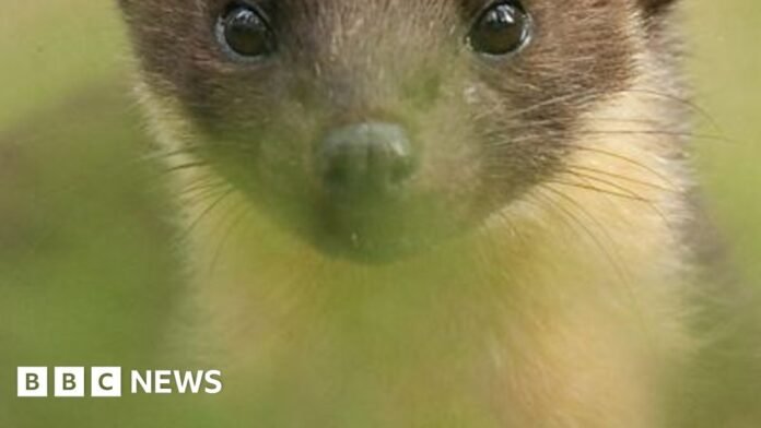 A brown and cream pine marten looking directly at the camera within a field