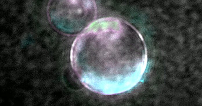 SpudCell: Scientists Made a Cell With Most of the Hallmarks of Life. Here’s What to Know.