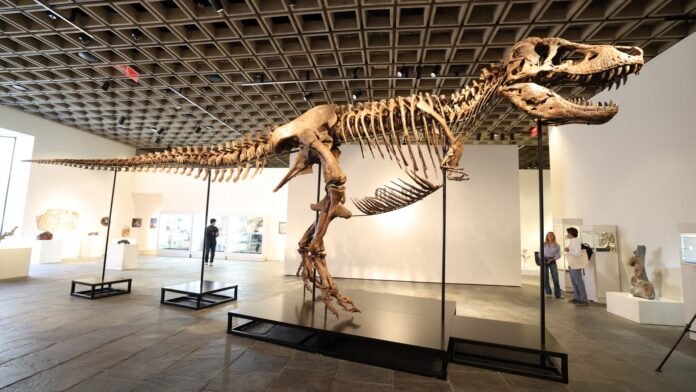 T. rex sells for $50 million, becoming the most expensive dinosaur fossil ever auctioned 