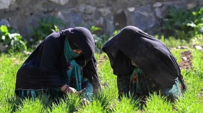 The Afghan women farmers keeping their village alive