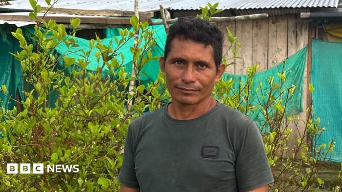 Coca farmer Perea standing among his plants. Behind him are green sheets hanging up in front of a building.
