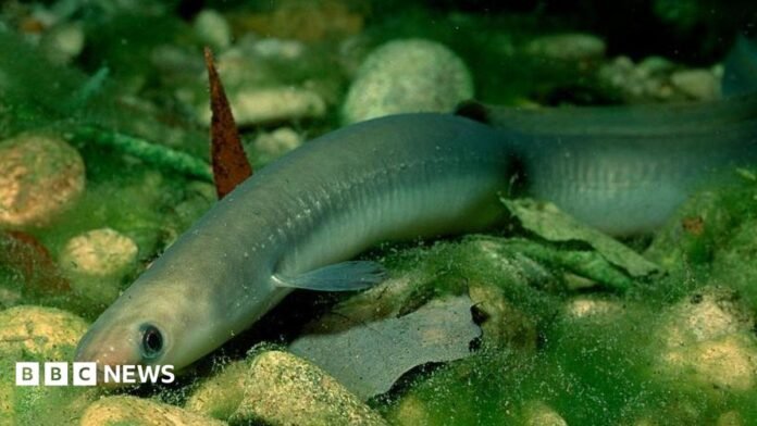 The European eel (this one pictured in Germany) 
