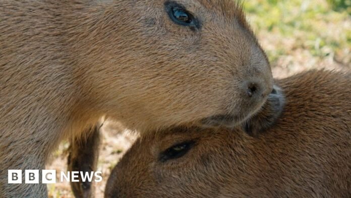 Two capybara sitting in the shade