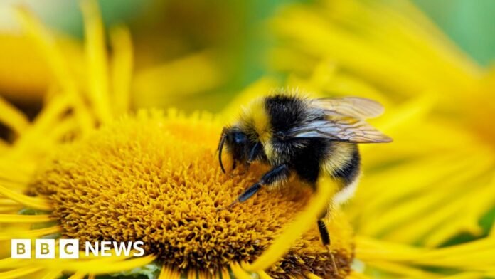 A bee sits on a sunflower
