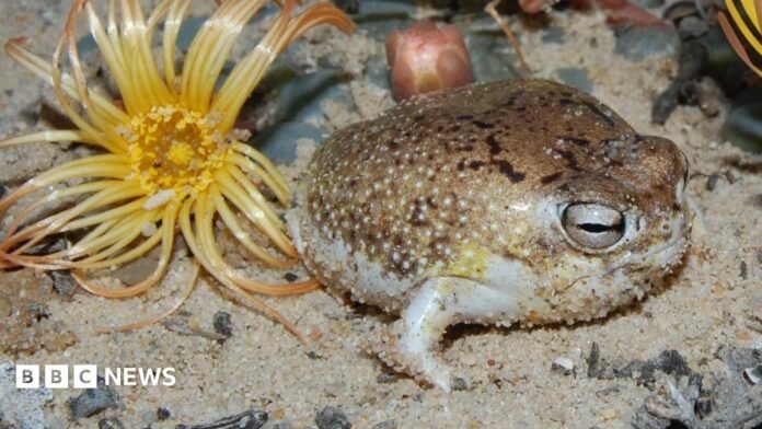 A desert rain frog sits on the sand of a coastal desert landscape. The small, round-bodied frog has mottled brown and cream colouring and prominent eyes. Sparse dune vegetation surrounds the frog.