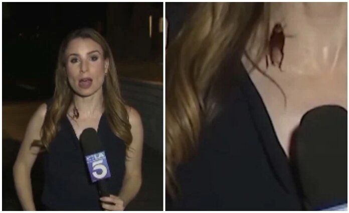 WATCH: Cockroach crawls on reporter's neck during live broadcast