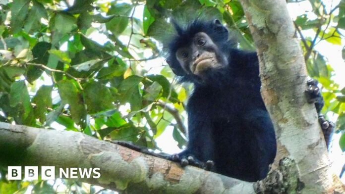 A monkey on the branch of a tree, monkey has black fur and a black face with particularly striking pinkish-orange lips.