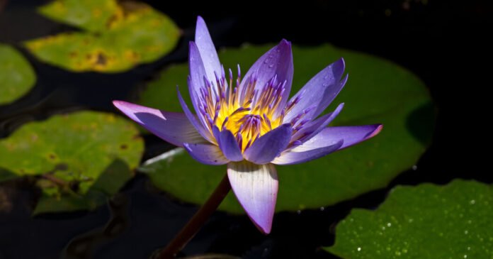 What Were the Lotus-Eaters Eating?