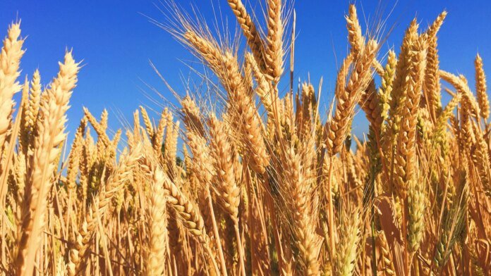 Why Jalandhar Is Known As The 'Granary Of India'