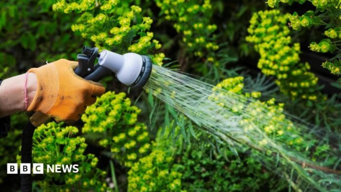 A gardener watering plants in a flowerbed using a water hose. You can see a hand wearing an orange glove.