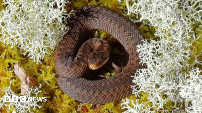 An adder curled up tightly with brown scales, lying on white and green lichen.
