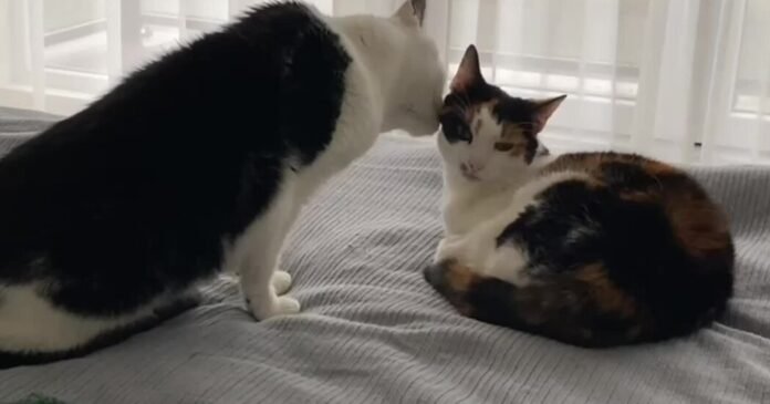 Your Cat Is Being Nice? Think Again.