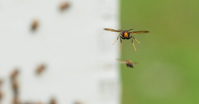 ‘We’re Fighting Satan’: The War to Save Bees From a Hornet Invasion