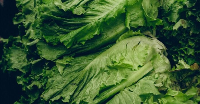 Amid Cyclospora Outbreak, Demand for Locally Grown Lettuce Surges