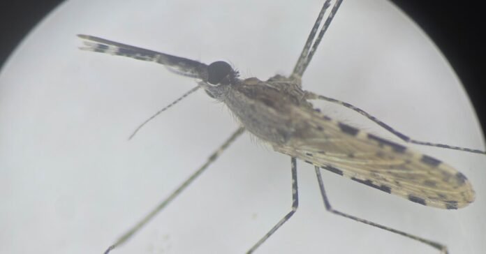 An Invasive Mosquito Is Spreading With Alarming Speed, Threatening Africa’s Cities