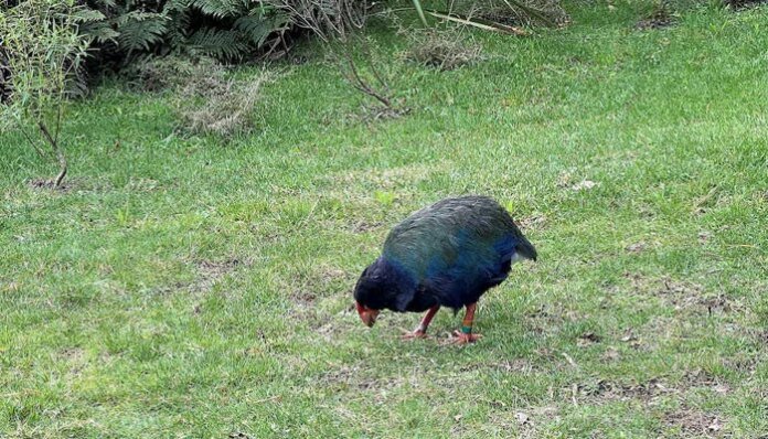 Australia confirms first mass death of seabirds from H5N1 bird flu