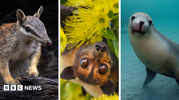 Clockwise from top left - Australian Flying Fox, Numbat, Mary River Turtle, Australian Sea Lion, Regent Honeyeater, Gilbert's Potoroo, Carnaby's Black Cockatoo 