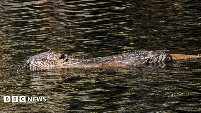 A beaver swimming a river. It has brown fur and is wet.