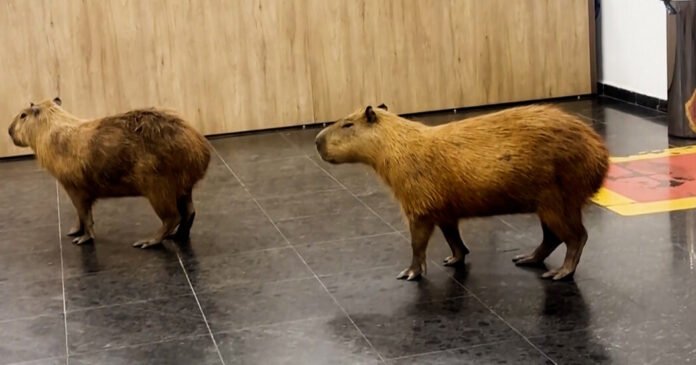 Capybaras Were the Newest Lobbyists in This Brazilian Legislature