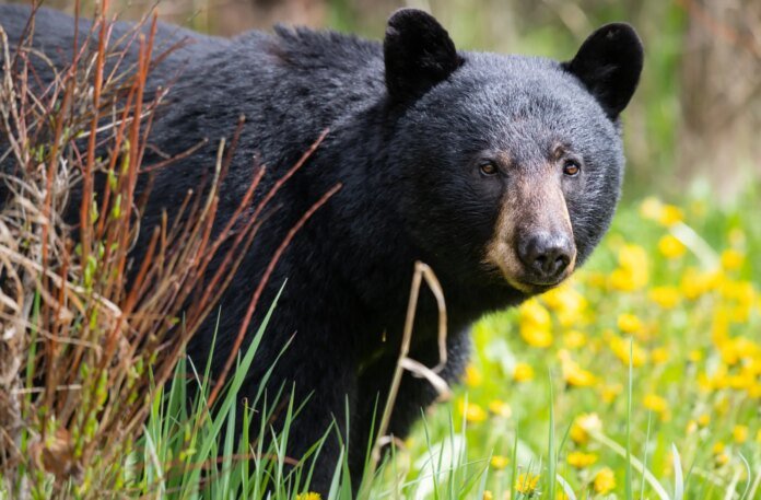Cat stands its ground against a black bear and comes out on top in viral TikTok video