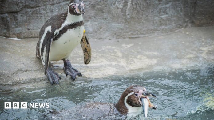 Head and shoulders shot of two penguins in a zoo enclosure.