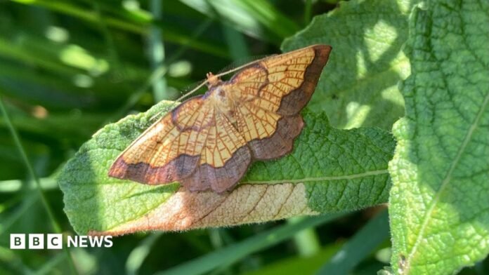 The dark bordered beauty moth which has a yellow body with a brown border around the bottom of its wings. It has a small, yellow head and yellow antennas. It is perched on a green leaf which has a brown patch on it. There is another leaf to the right. There are large blades of grass out of focus to the left.