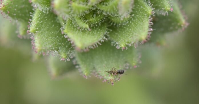 Darwin Was Right: These Plants Are Carnivores