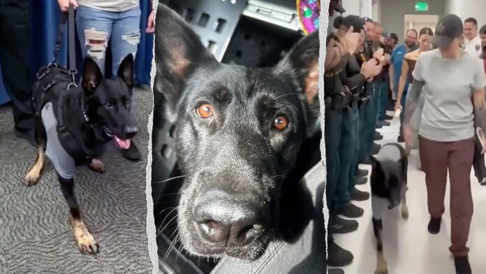 Heroic Florida K-9 returns to sheriff's office days after being shot protecting 3 deputies, losing leg