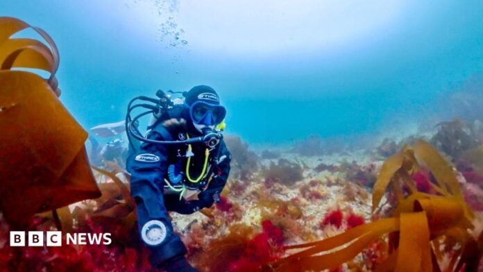 Woman scientific diver exploring a Cornish maerl bed surrounded by other seaweeds stretching up around her.