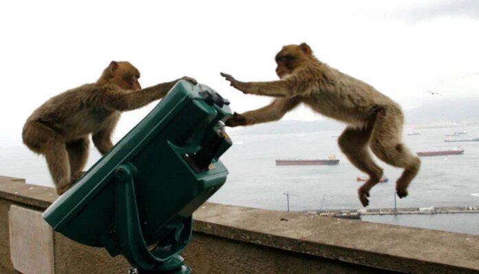 Indonesia traps monkey to end rampage that wounded 18 people