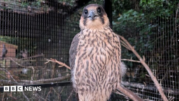 Peregrine falcon sitting on a branch in an aviary