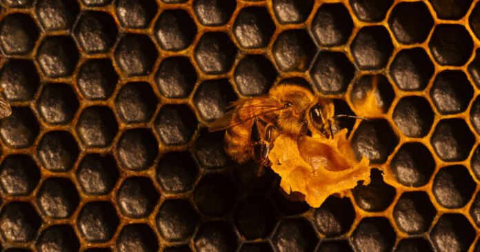 Meet the Bee Vet, Now Making Hive Calls