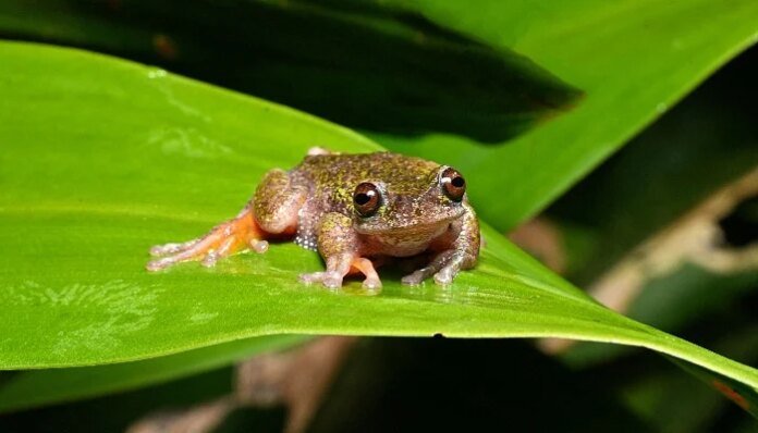 Nocturnal 'coffee frog' discovered in Costa Rica