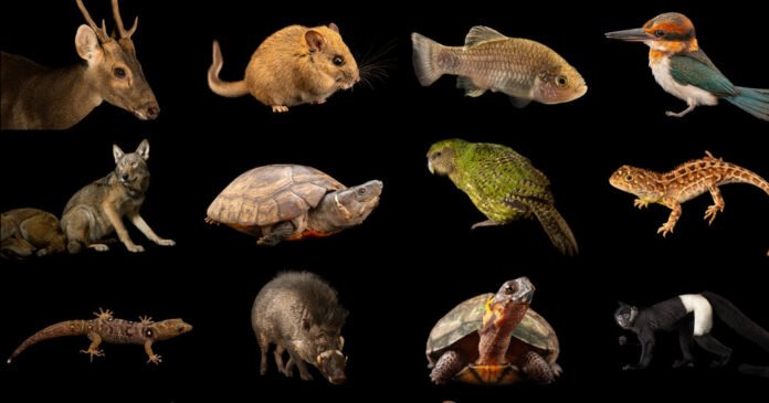Phoenix Species Project Announces Funds for Imperiled Wildlife