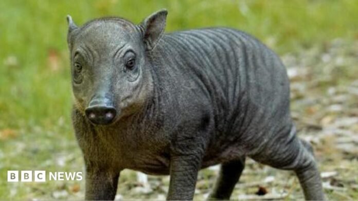 A close up of a babirusa piglet named Rana at Chester Zoo.