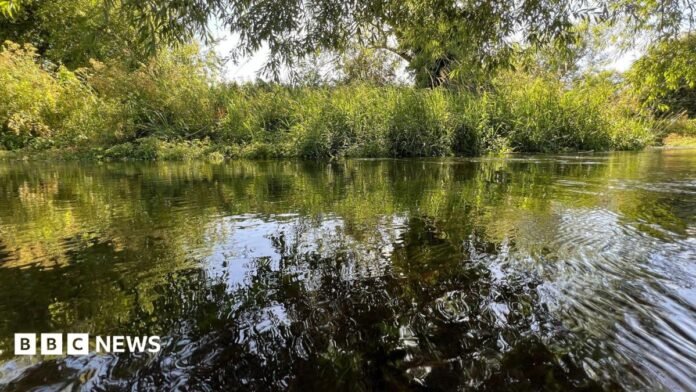 The River Pang on a sunny day. The shallow water reflects the sky and also a large amount of green plant life around the river.