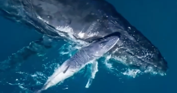 Rare footage of humpback whale birth captured on drone video: 