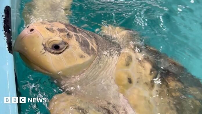 A greenish yellow turtle with grey patches peeks its head out from the surface of blue water.