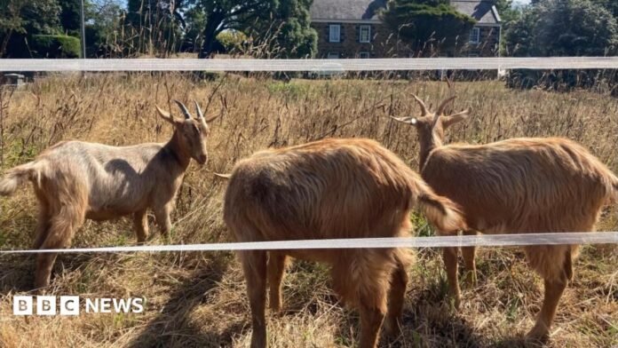 Three golden coloured goats, with horns, graze in a field of tall yellow grass. In front of them is two white strips of electric fence. 