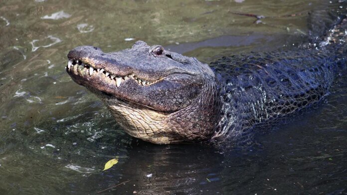 Son of Florida alligator attack victim says tourists and TikTokers are emboldening the gators