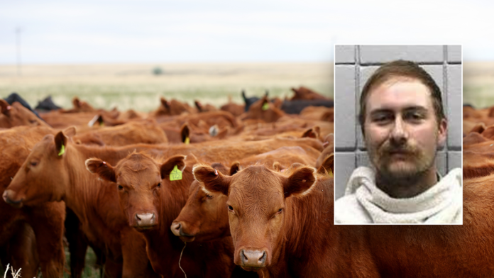 Texas man allegedly bought 77 head of cattle with bad checks totaling over $159K: sheriff